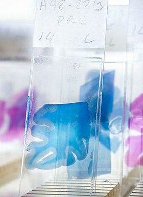 AMSBIO ready-to-use RNA samples 