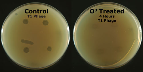 The Ozilla™ from AMSBIO is a new high quality, purpose-built ozone gas generator. Measuring just 13 x 11 x 5 inches (32 x 28 x 13 cm), it will fit in most standard laboratory cell culture incubators, air incubators, cell culture hoods, PCR hoods, or any other environment where a sterile atmosphere is critical. 