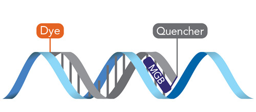 Get Your Groove Online – GMP Probes for IVD Manufacturing 