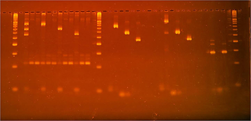 Horizontal Polyacrylamide Gel Electrophoresis (hPAGE) System