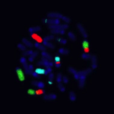 OGT develops new FISH probes in ‘outstanding’ Innovate UK project