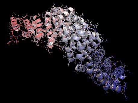 AMSBIO:Research Products for Wnt Signaling Pathway Investigations